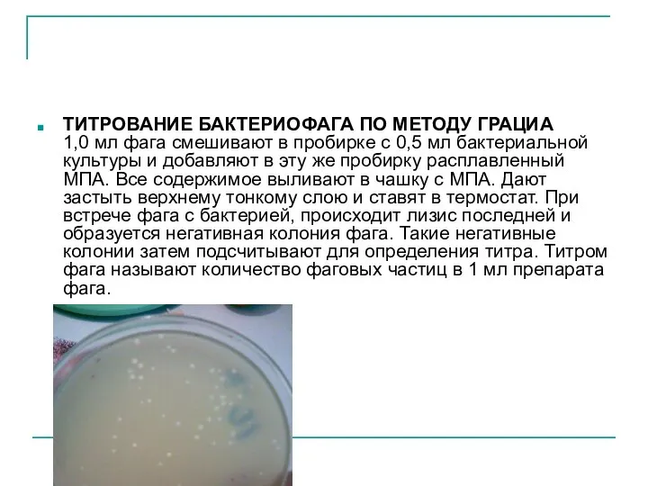 ТИТРОВАНИЕ БАКТЕРИОФАГА ПО МЕТОДУ ГРАЦИА 1,0 мл фага смешивают в пробирке с