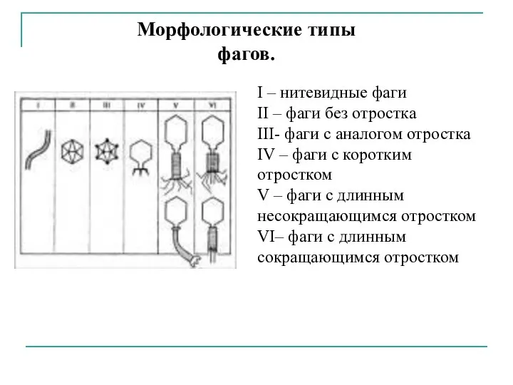 Морфологические типы фагов. I – нитевидные фаги II – фаги без отростка