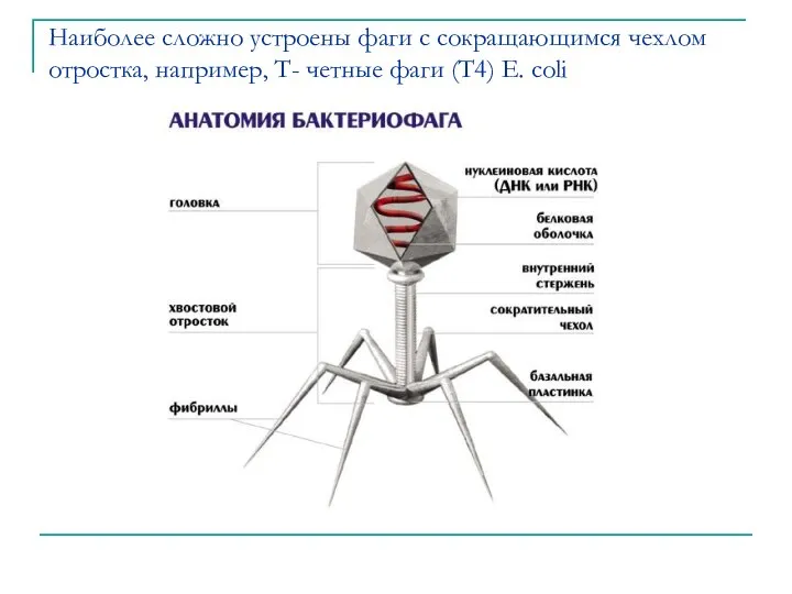 Наиболее сложно устроены фаги с сокращающимся чехлом отростка, например, Т- четные фаги (Т4) E. coli