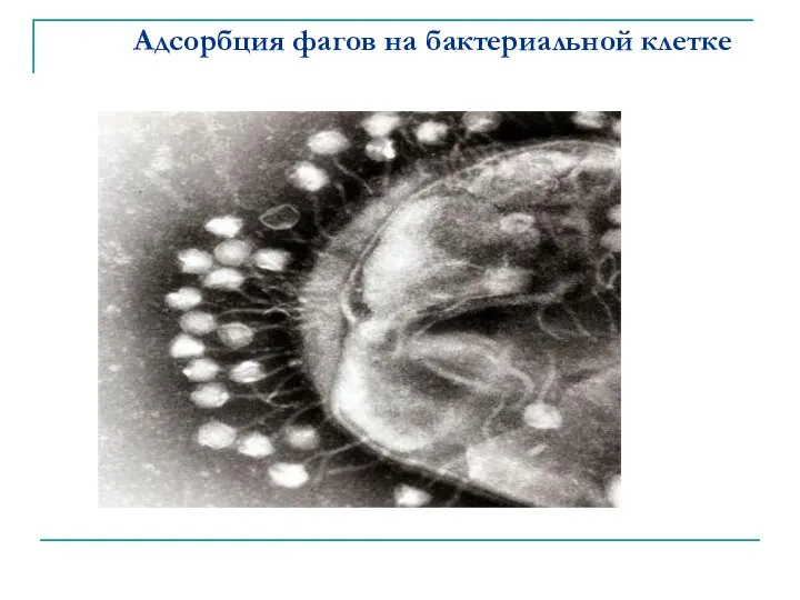 Адсорбция фагов на бактериальной клетке