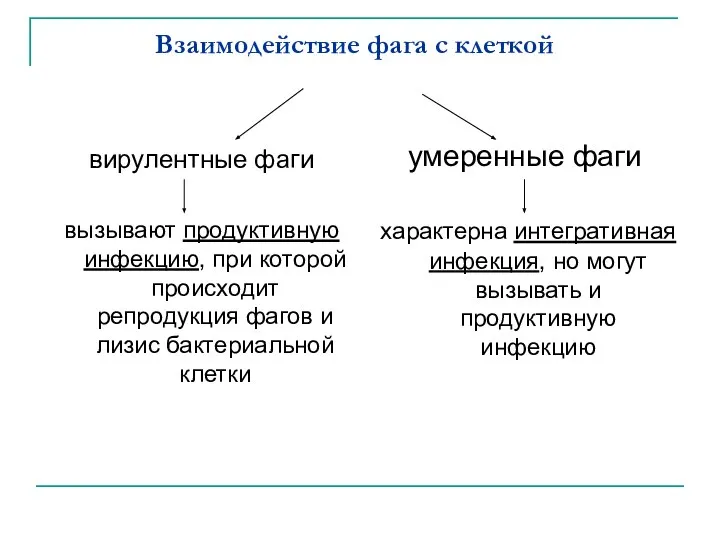 Взаимодействие фага с клеткой вирулентные фаги вызывают продуктивную инфекцию, при которой происходит