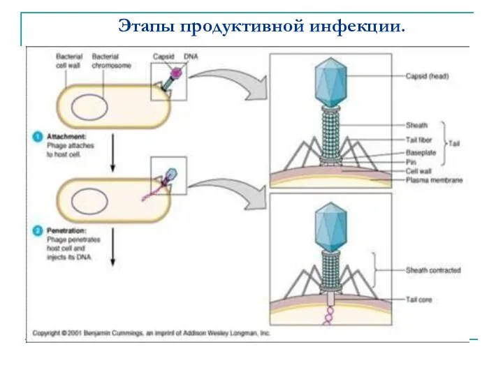 Этапы продуктивной инфекции.