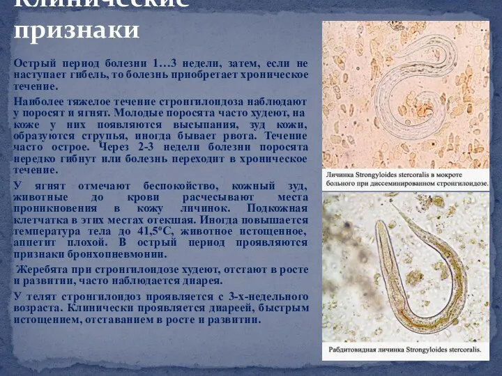 Клинические признаки Острый период болезни 1…3 недели, затем, если не наступает гибель,