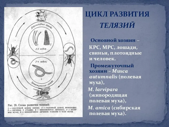 ЦИКЛ РАЗВИТИЯ ТЕЛЯЗИЙ Основной хозяин – КРС, МРС, лошади, свиньи, плотоядные и