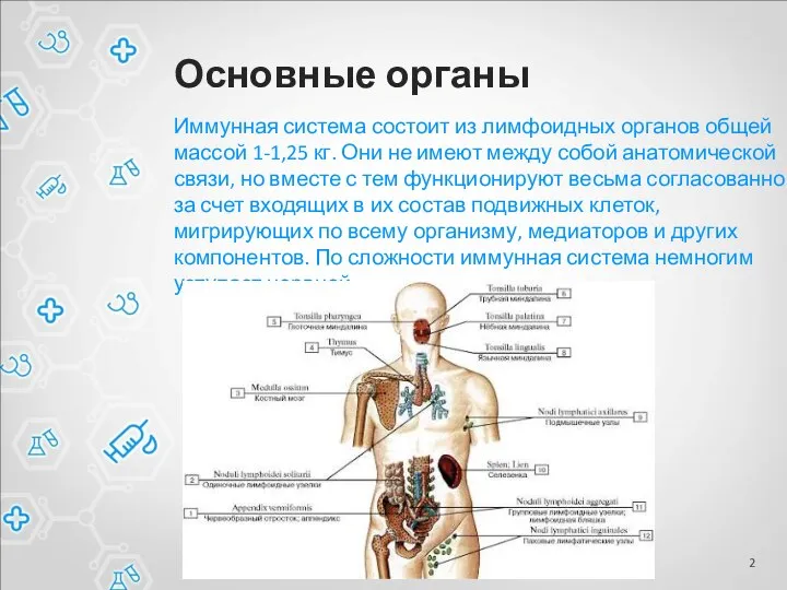 Основные органы Иммунная система состоит из лимфоидных органов общей массой 1-1,25 кг.