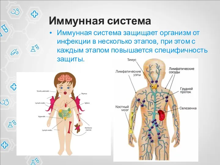 Иммунная система Иммунная система защищает организм от инфекции в несколько этапов, при