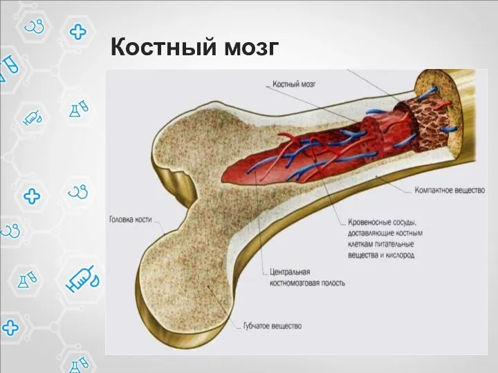 Костный мозг