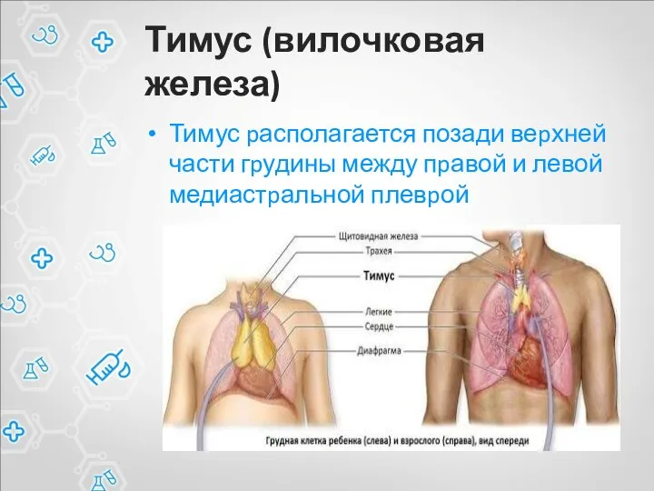 Тимус (вилочковая железа) Тимус pасполагается позади веpхней части гpудины между пpавой и левой медиастpальной плевpой