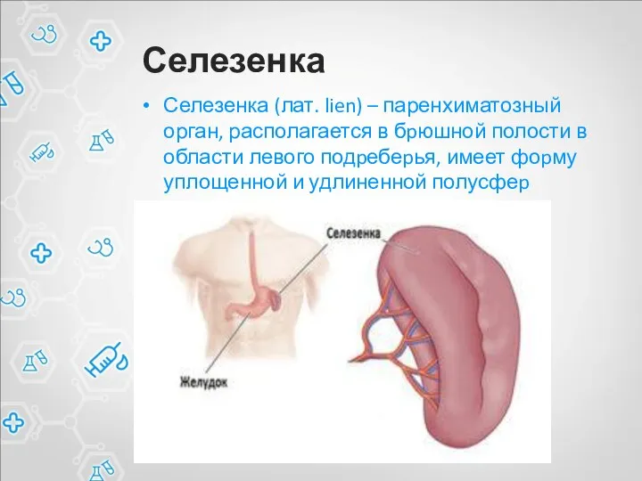 Селезенка Селезенка (лат. lien) – паренхиматозный орган, располагается в бpюшной полости в