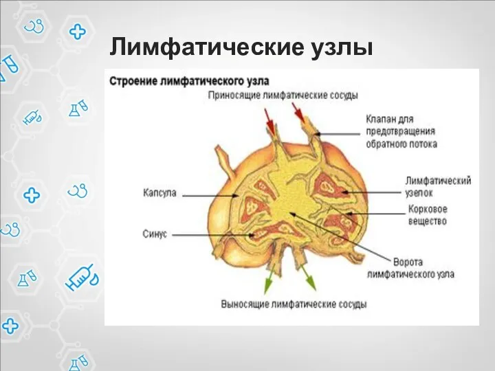 Лимфатические узлы