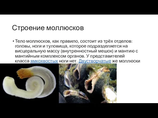 Строение моллюсков Тело моллюсков, как правило, состоит из трёх отделов: головы, ноги