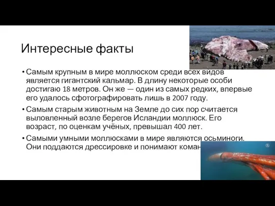 Интересные факты Самым крупным в мире моллюском среди всех видов является гигантский