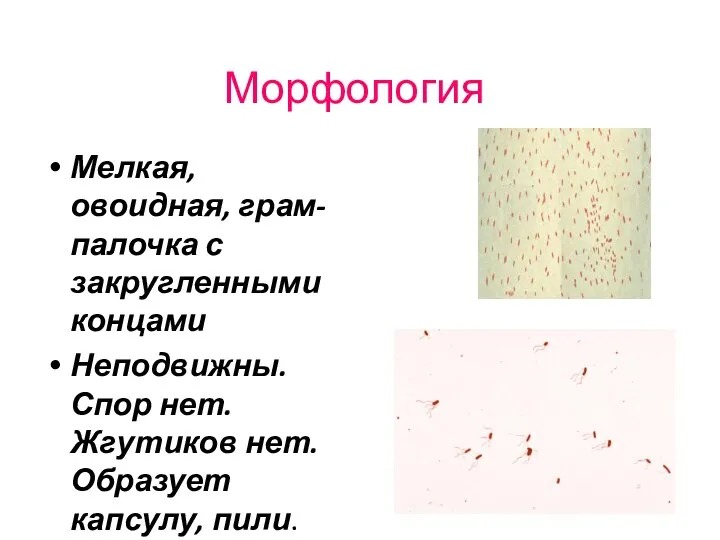 Морфология Мелкая, овоидная, грам- палочка с закругленными концами Неподвижны. Спор нет. Жгутиков нет. Образует капсулу, пили.