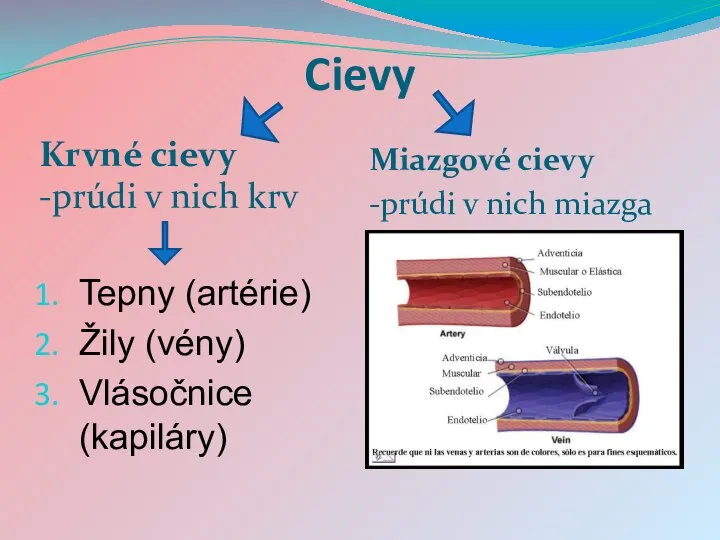 Cievy Krvné cievy -prúdi v nich krv Miazgové cievy -prúdi v nich