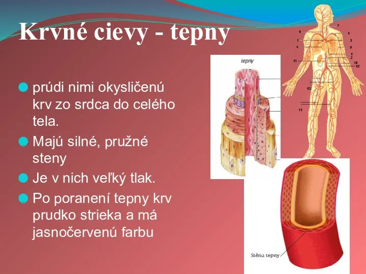 Krvné cievy - tepny prúdi nimi okysličenú krv zo srdca do celého