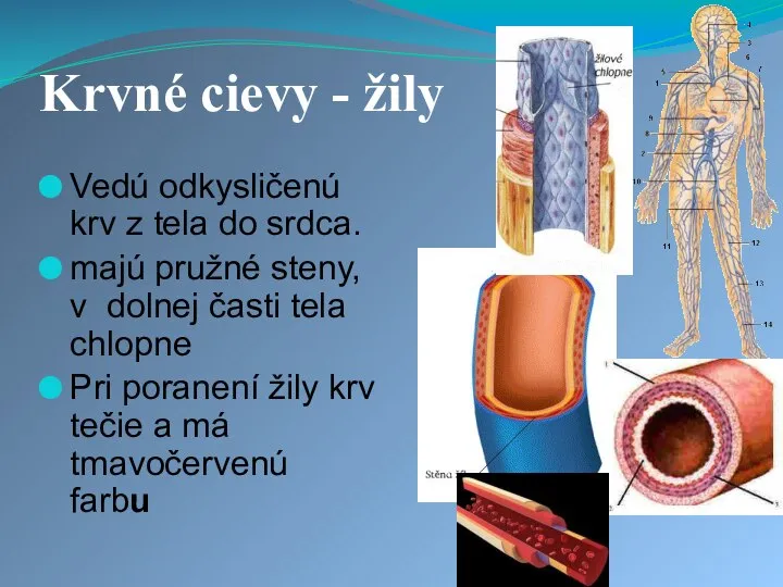 Krvné cievy - žily Vedú odkysličenú krv z tela do srdca. majú