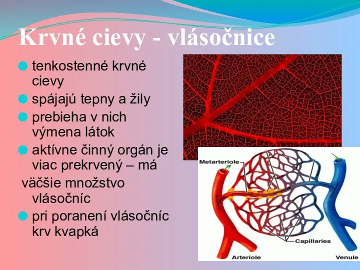 Krvné cievy - vlásočnice tenkostenné krvné cievy spájajú tepny a žily prebieha