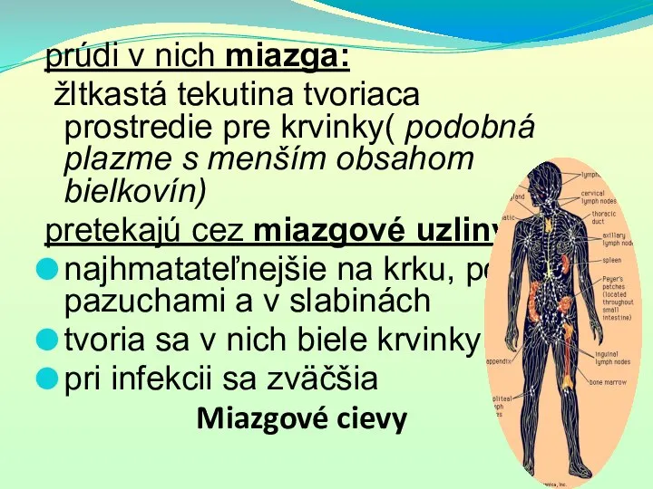 prúdi v nich miazga: žltkastá tekutina tvoriaca prostredie pre krvinky( podobná plazme