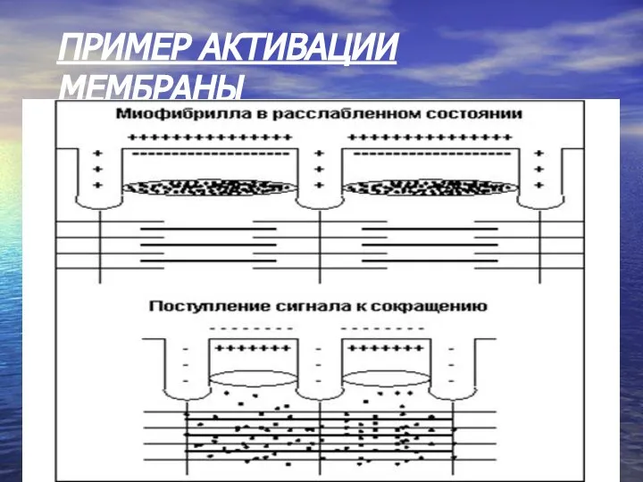 ПРИМЕР АКТИВАЦИИ МЕМБРАНЫ