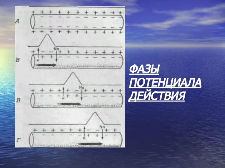 ФАЗЫ ПОТЕНЦИАЛА ДЕЙСТВИЯ