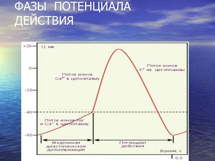 ФАЗЫ ПОТЕНЦИАЛА ДЕЙСТВИЯ