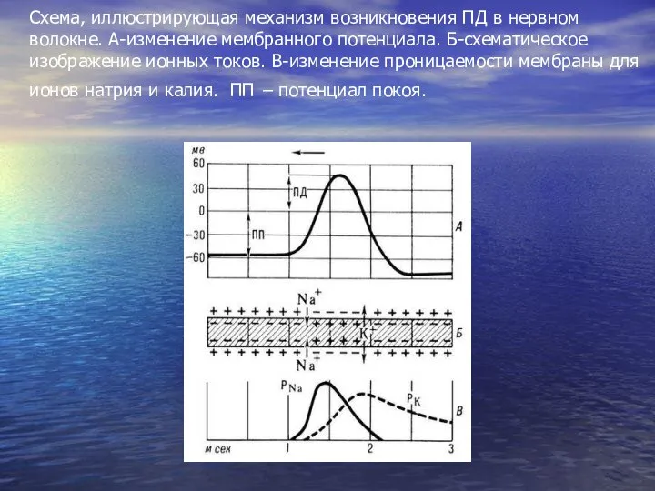 Схема, иллюстрирующая механизм возникновения ПД в нервном волокне. А-изменение мембранного потенциала. Б-схематическое