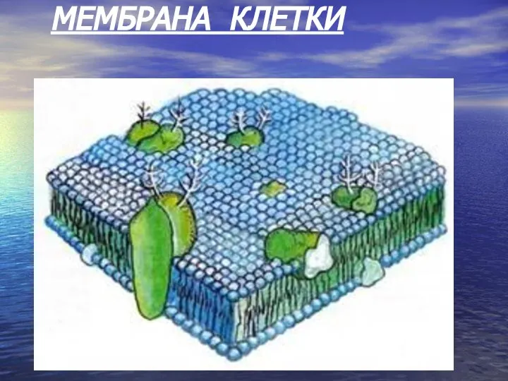 МЕМБРАНА КЛЕТКИ