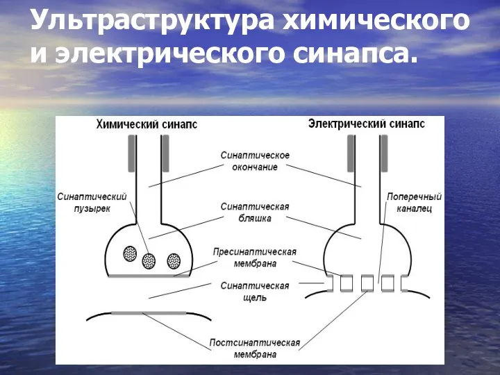 Ультраструктура химического и электрического синапса.