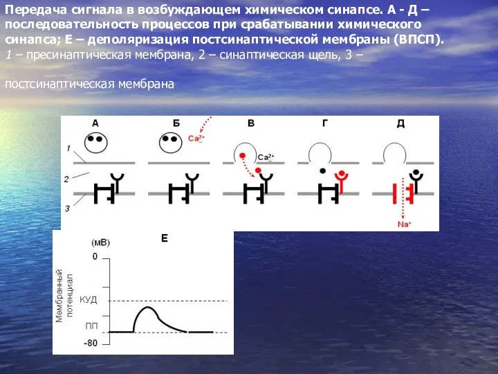 Передача сигнала в возбуждающем химическом синапсе. А - Д – последовательность процессов