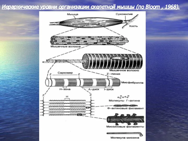 Иерархические уровни организации скелетной мышцы (по Bloom , 1968).