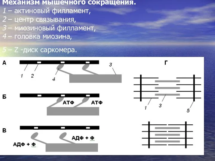 Механизм мышечного сокращения. 1 – актиновый филламент, 2 – центр связывания, 3