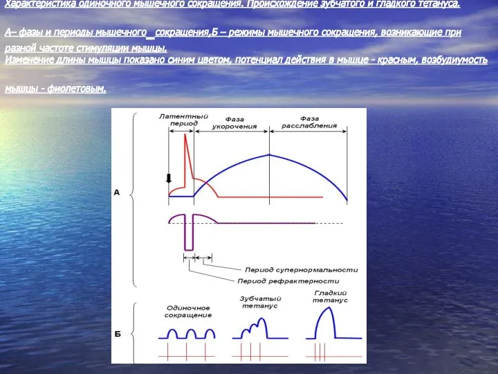 Характеристика одиночного мышечного сокращения. Происхождение зубчатого и гладкого тетануса. A– фазы и