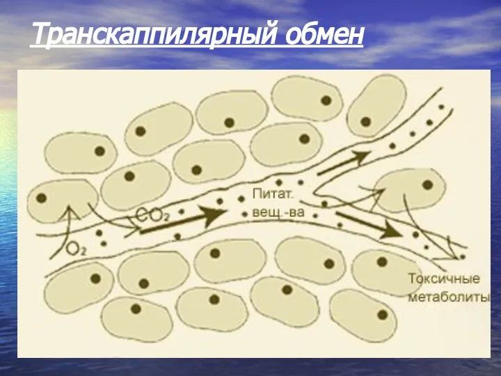 Транскаппилярный обмен