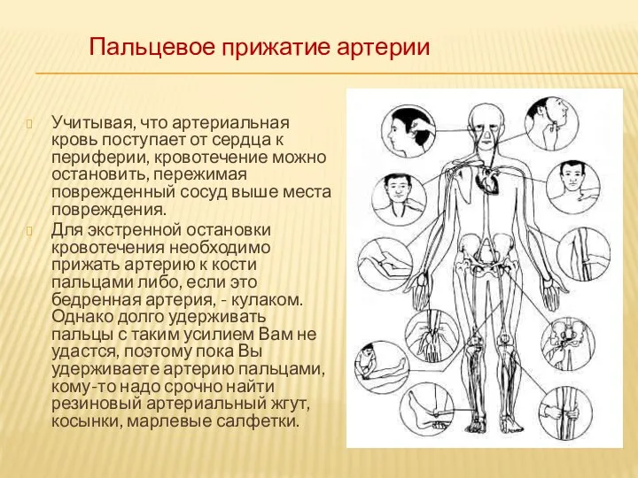 Учитывая, что артериальная кровь поступает от сердца к периферии, кровотечение можно остановить,