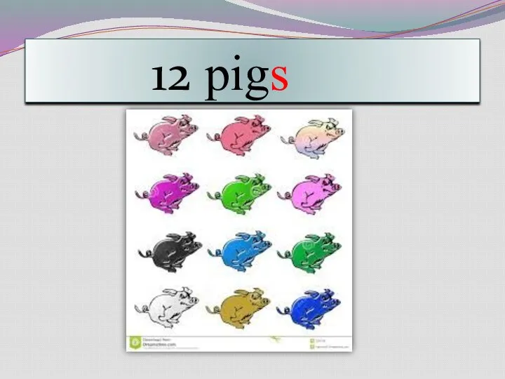 12 pigs