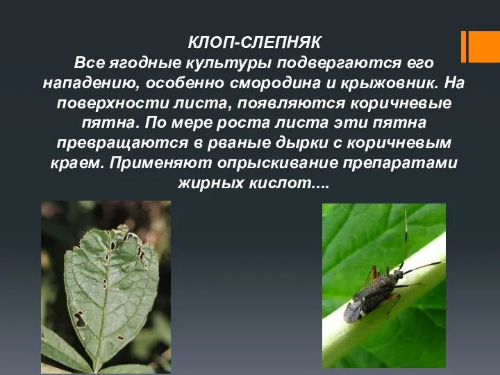 КЛОП-СЛЕПНЯК Все ягодные культуры подвергаются его нападению, особенно смородина и крыжовник. На