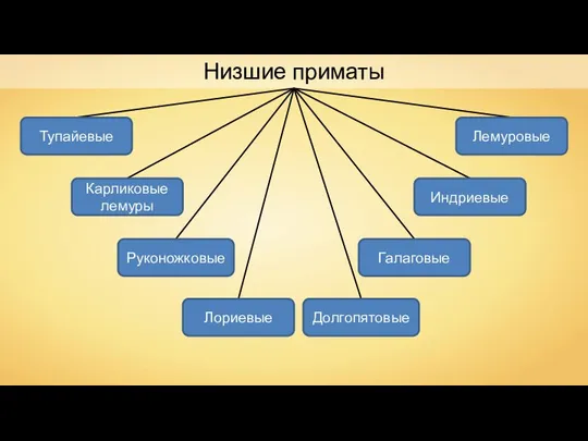 Низшие приматы Долгопятовые Тупайевые Карликовые лемуры Лемуровые Руконожковые Галаговые Лориевые Индриевые