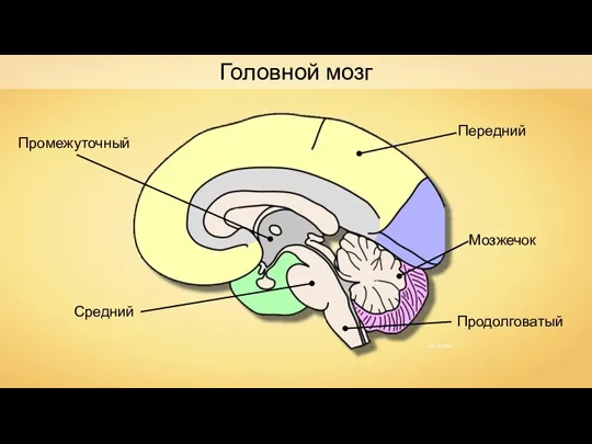 Передний Средний Промежуточный Продолговатый Мозжечок Головной мозг NEUROtiker