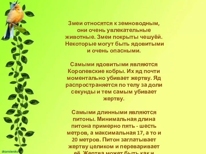 Змеи относятся к земноводным, они очень увлекательные животные. Змеи покрыты чешуёй. Некоторые