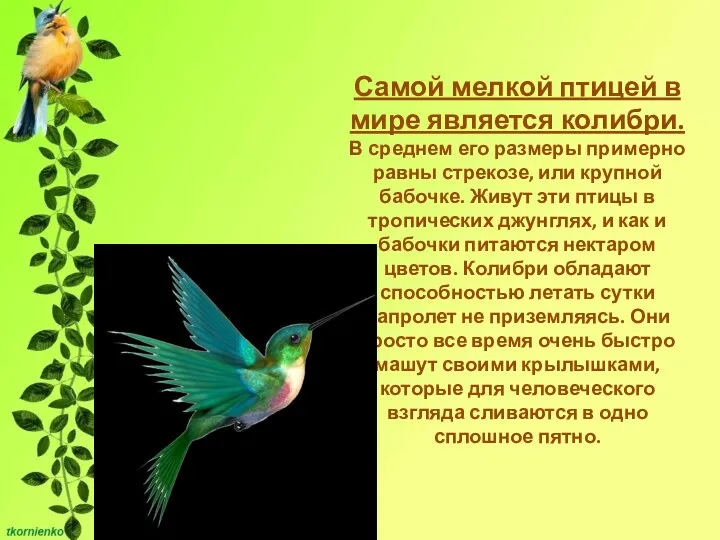 Самой мелкой птицей в мире является колибри. В среднем его размеры примерно