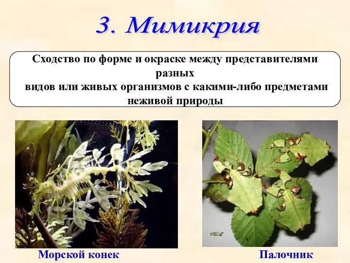 3. Мимикрия Сходство по форме и окраске между представителями разных видов или