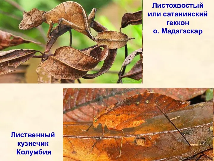 Листохвостый или сатанинский геккон о. Мадагаскар Лиственный кузнечик Колумбия