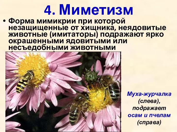4. Миметизм Форма мимикрии при которой незащищенные от хищника, неядовитые животные (имитаторы)