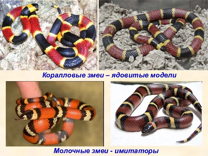 Коралловые змеи – ядовитые модели Молочные змеи - имитаторы