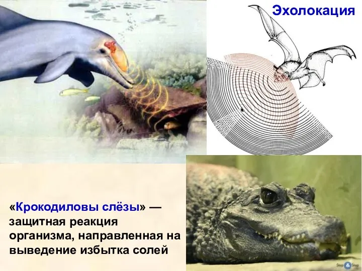 Эхолокация «Крокодиловы слёзы» — защитная реакция организма, направленная на выведение избытка солей