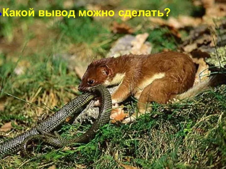 Какой вывод можно сделать?