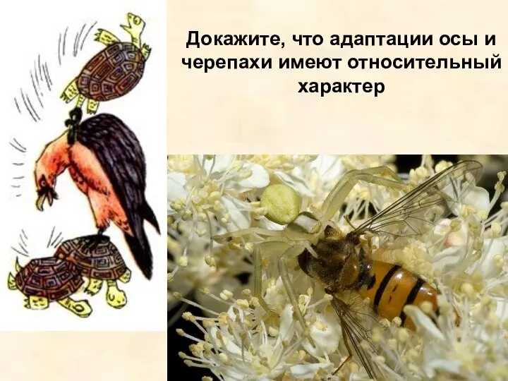 Докажите, что адаптации осы и черепахи имеют относительный характер