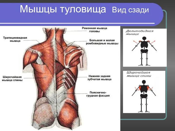 Мышцы туловища Вид сзади