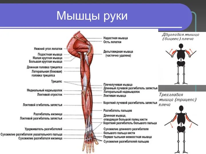 Мышцы руки