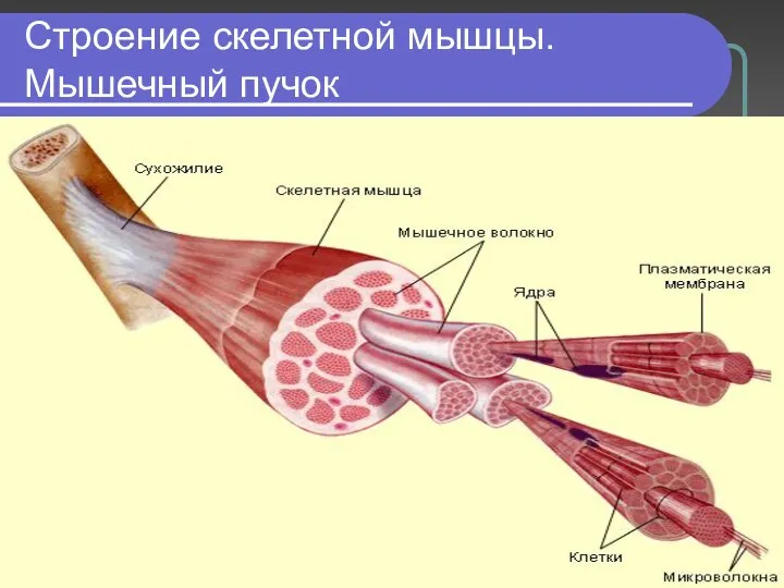 Строение скелетной мышцы. Мышечный пучок